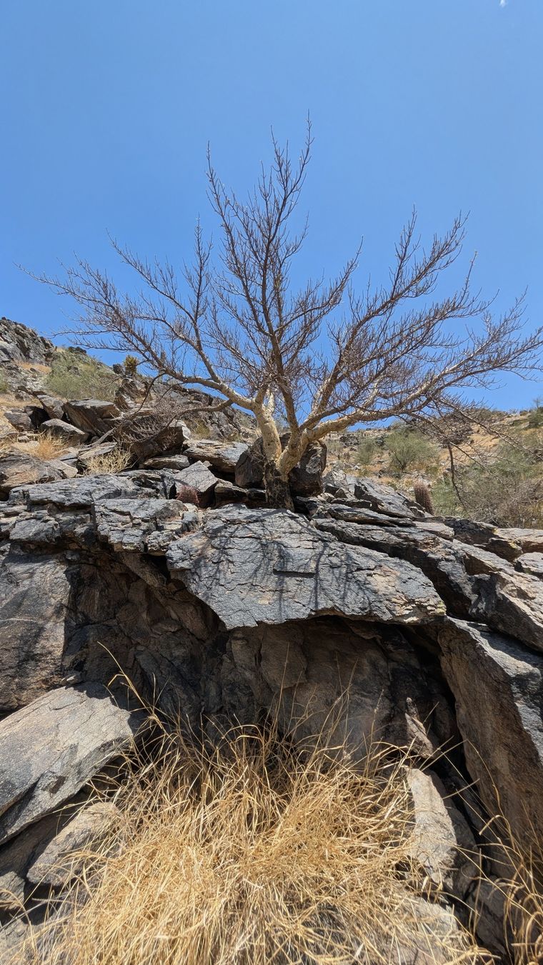 A bursera — the elephant tree — growing from the rock on South Mountain, Phoenix. Photograph by Hugh McCutchen.