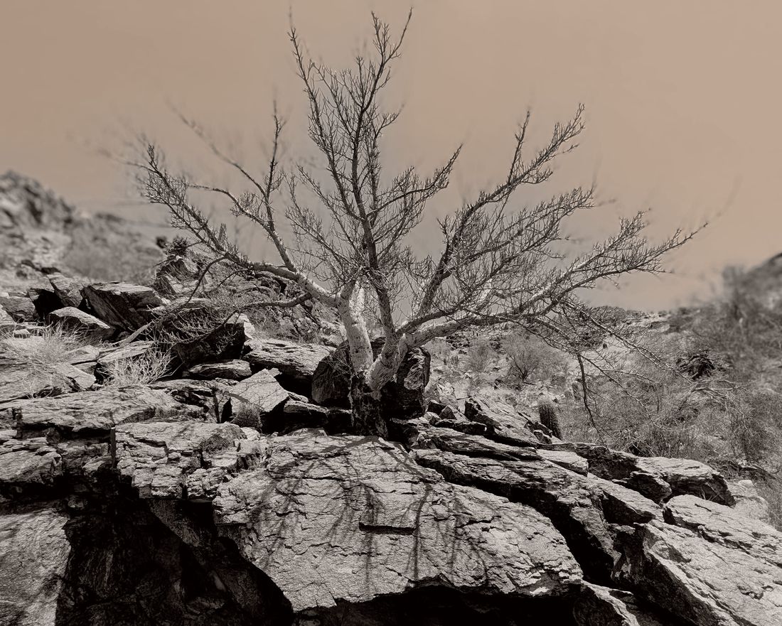 A bursera — the elephant tree — growing out of the rock on South Mountain, Phoenix. Photograph by Hugh McCutchen.